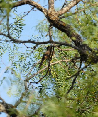 715cooks 090greatcrestedflycatcher.jpg