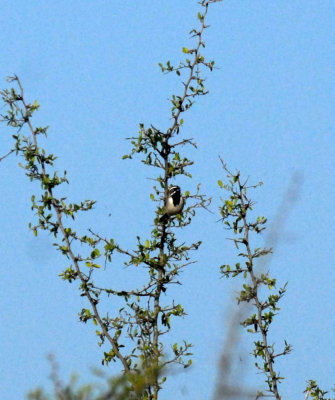 715cooks 101blackthroatedsparrow.jpg