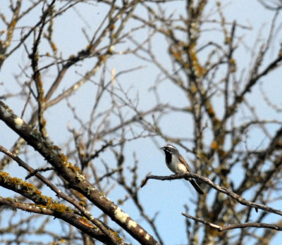 715cooks 110blackthroatedsparrow.jpg