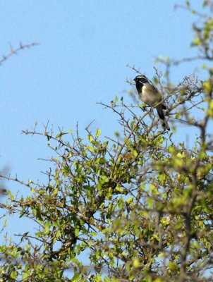 715cooks 114blackthroatedsparrow.jpg