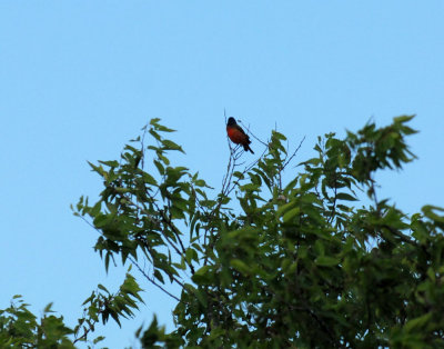 718county 005paintedbunting.jpg