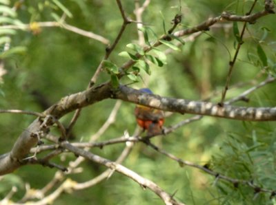 718cooks 039paintedbunting.jpg