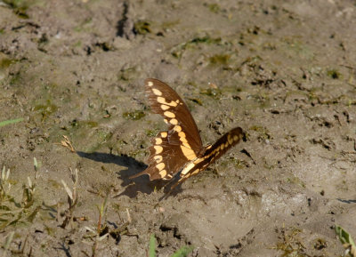 723cooks 058a mudder swallowtail.jpg
