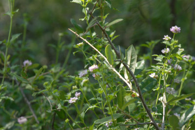 723cooks 043new wild flowers.jpg