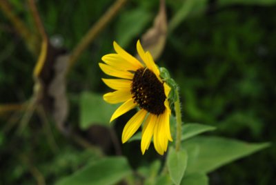 724Cooks 006sunflower.jpg