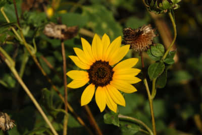 724Cooks 012sunflower.jpg