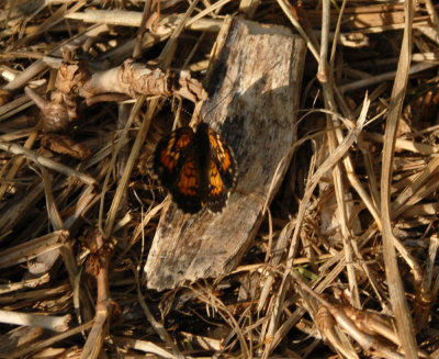 724Cooks 014phaon.jpg