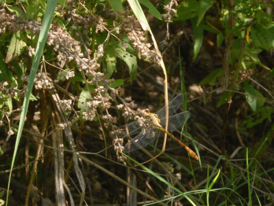 725cooks 036clubtail.jpg
