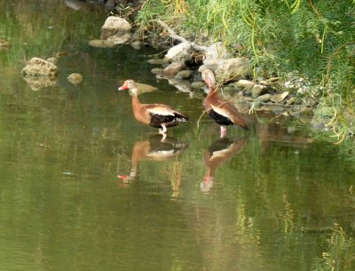 726cooksgliders 032blackbelliedwhistlingducks.jpg