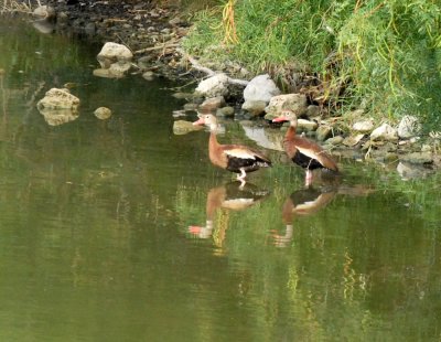 726cooksgliders 033blackbelliedwhistlingducks.jpg