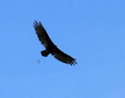 726cooksgliders 063turkeyvulture.jpg