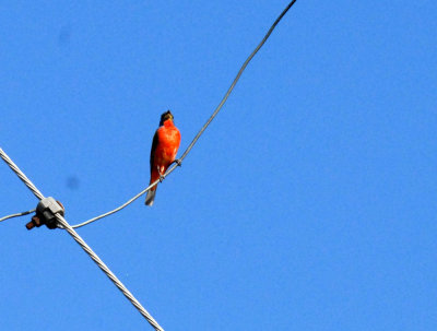 726cooksgliders 068paintedbunting.jpg