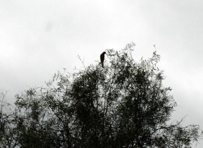 726cooksgliders 081paintedbunting.jpg