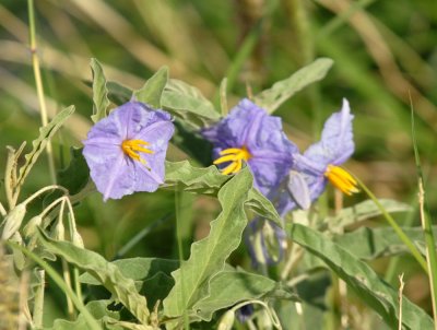 83cooks 005silverleafnightshade.jpg