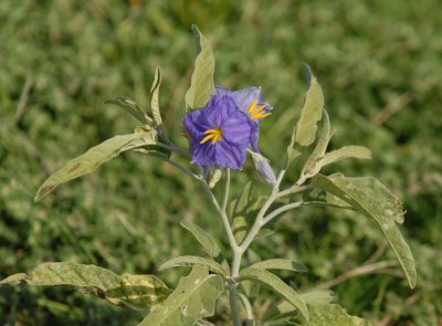 83cooks 006silverleafnightshade.jpg