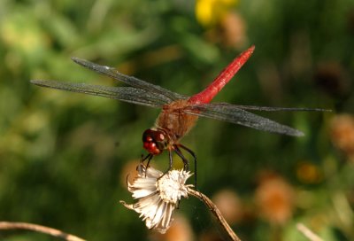 Uvalde County List of dragonflies and damselflies