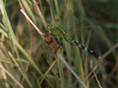 87cooksbugs 043commonpondhawkOnSnout.jpg