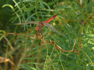 87cooksbugs 047redtailedpennant.jpg