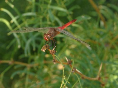 87cooksbugs 049redtailedpennantzzzzzzzzz.jpg