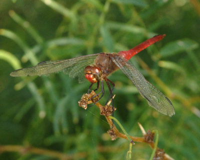 87cooksbugs 051redtailedpennantzzzzzzzzzzz.jpg
