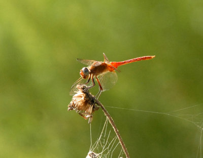 93cooks 085redtailedpennantweb.jpg