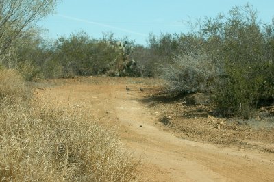 aScaledQuailDSC_0788.jpg