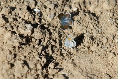 a WesternPygmyBlue pairDSC_0976.jpg