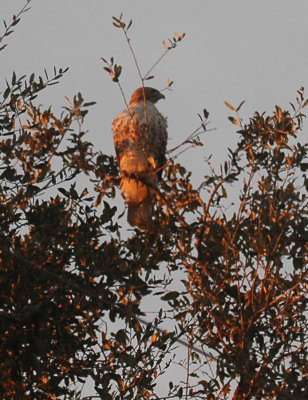 aEarlyMorningLightRed-tailDSC_0984.jpg