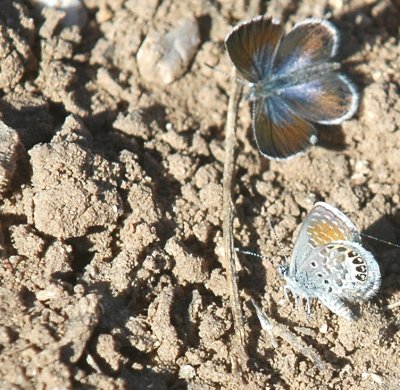 aWesternPygmyBluesPS2DSC_0976.jpg