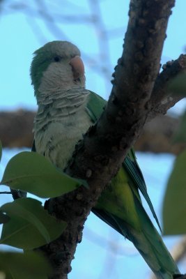 aMonkParakeetDSC_1028.jpg
