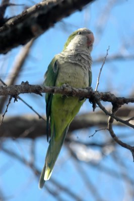 aMonkParakeetDSC_1038.jpg