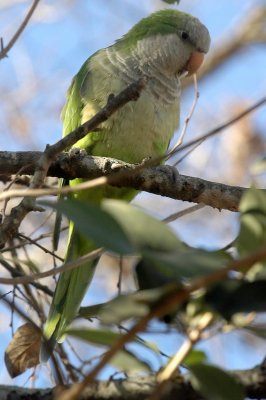 aMonkParakeetDSC_1042.jpg