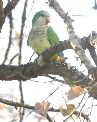 Monk Parakeet Uvalde 08 DSC_1022.jpg