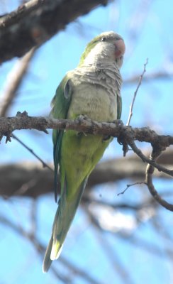 Monk Parakeet Uvalde DSC_1038.jpg
