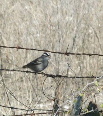 1whitecrownedsparrowDSC_1827.jpg