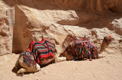 Camels Snuggle