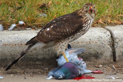 First Year Coopers Hawk with  Rock Dove
