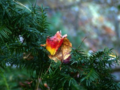 Maple leaf on evergreen Hayden Lane