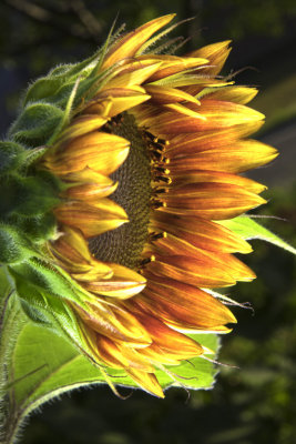 768 GMU Sunflower.jpg
