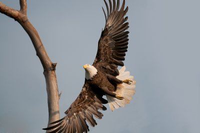 Bald-eagle2.jpg