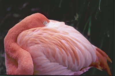 Flamingo-1024.jpg