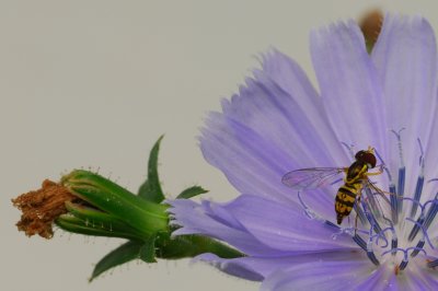 Chicory Bee Luminescence.jpg