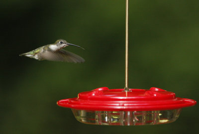 Hummer Dinner time.jpg