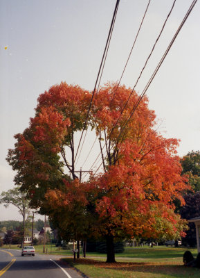 g4/63/796863/3/139305248.qYaXLV5d.jpg