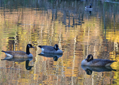 Shimmer geese 1024.jpg