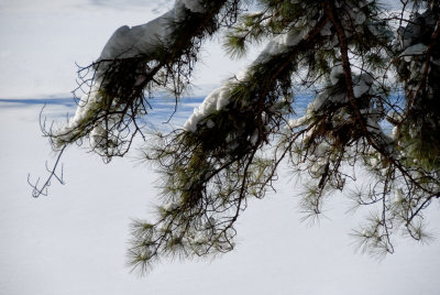 Snow covered Pine Branch - 1024.jpg