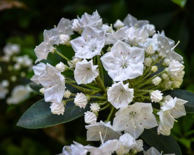 Mountain Laurel.jpg