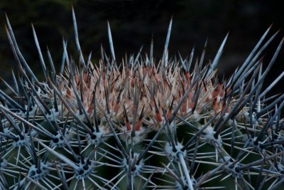 Barrel Cactus Crown.jpg