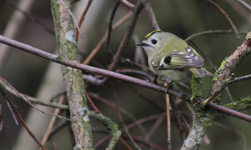 Goldcrest / Kungsfgel (Regulus regulus)