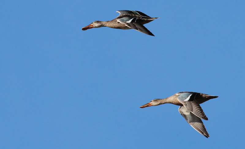 Shoveler / Skedand (Anas clypeata)